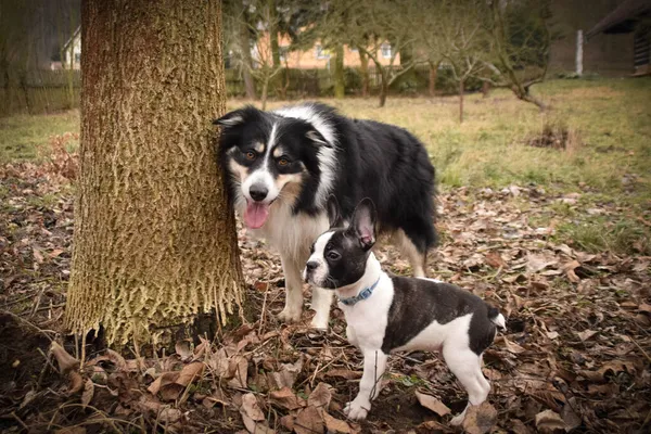 Border Collie Está Sentado Arbusto Fotosesión Otoño Parque — Foto de Stock