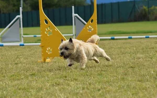 Dog Jumping Hurdles Amazing Day Czech Agility Privat Training — Stock Photo, Image