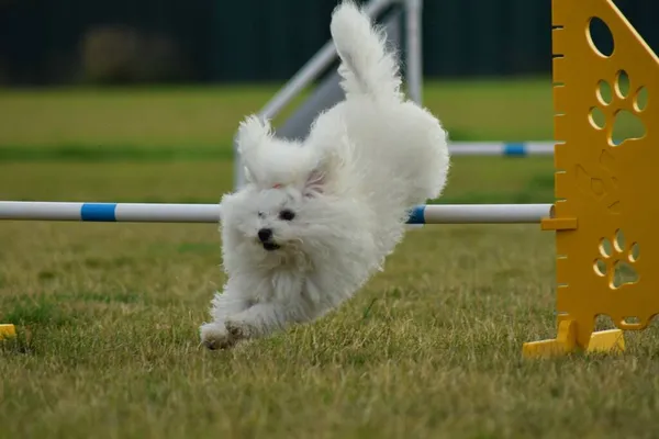 Cane Sta Saltando Gli Ostacoli Incredibile Giornata Sulla Formazione Ceco — Foto Stock