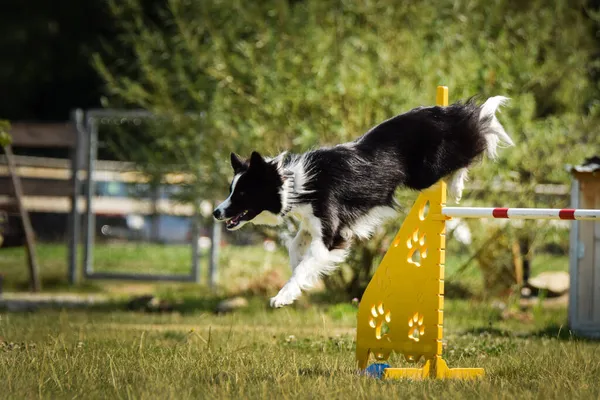 Border Kolie Jumping Hurdles Amazing Day Czech Agility Privat Training — Stock Photo, Image