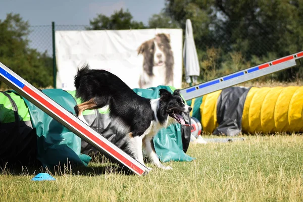 Dog Está Correndo Agilidade Moldura Noite Incrível Obstáculo Ter Treinamento — Fotografia de Stock