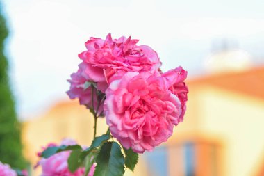 Bahçedeki güzel pembe güller. Bahçedeki çalılıkta pembe güller, yakın plan. Şehirde doğa var..