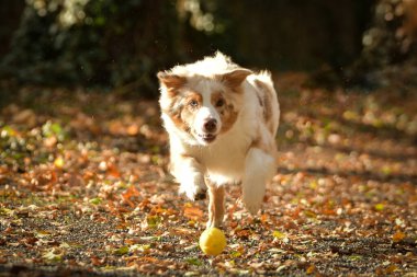 Avustralya çobanı ormandaki yaprakların arasında koşuyor. Parkta sonbahar foto çekimleri.
