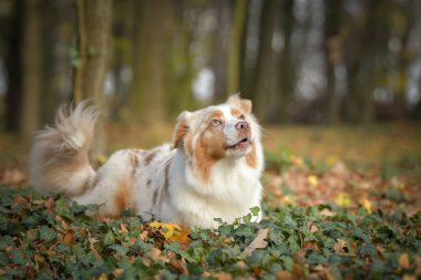 Avustralyalı çoban ormanda oturuyor. Sonbahar portresi..