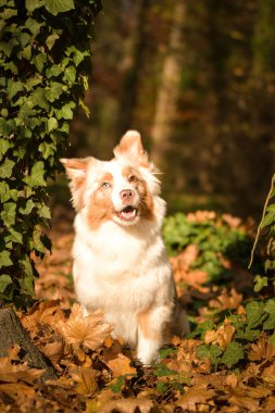 Avustralyalı çoban ormanda oturuyor. Sonbahar portresi..