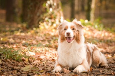 Avustralyalı çoban ormandaki yaprakların arasında yatıyor. Parkta sonbahar foto çekimleri.