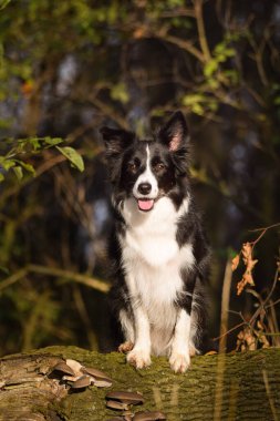 Sınır çobanı ormanda oturuyor. Sonbahar portresi..