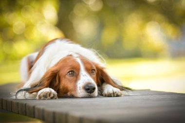 Kooikerhondje bankta yatıyor. Çok tatlı bir köpek..