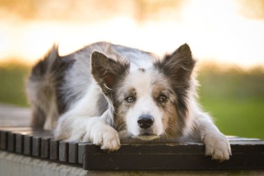 Sınır çobanı bankta yatıyor. Çok tatlı bir köpek..