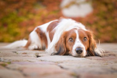 Kooikerhondje sonbahar yapraklarında yatıyor. Çok tatlı bir köpek..