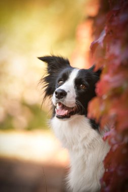 Sınır çobanı güz mevsiminde oturuyor. Çok tatlı bir köpek..
