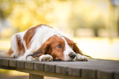 Kooikerhondje bankta yatıyor. Çok tatlı bir köpek..