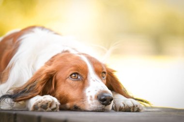 Kooikerhondje bankta yatıyor. Çok tatlı bir köpek..