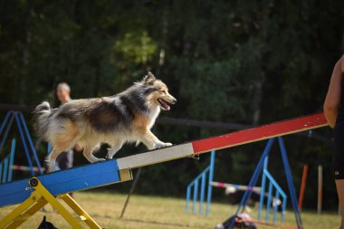 İnanılmaz Sheltie, çılgın köpek testerede. Çeviklik konusunda inanılmaz bir köpek..