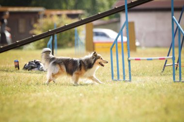 Sheltie çeviklik içinde koşuyor. Harika bir akşam, Engel bir spor müsabakası için özel çeviklik eğitimi alıyor.