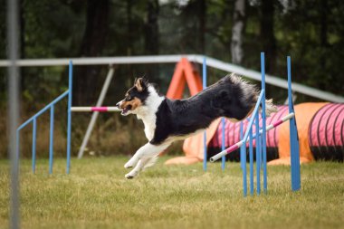 Sınır çobanı engelleri aşıyor. Czech çeviklik özel eğitiminde harika bir gün.