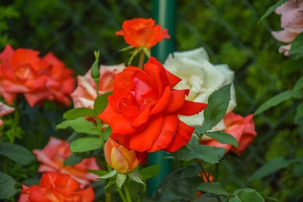 Όμορφα Κόκκινα Τριαντάφυλλα Στον Κήπο Κόκκινα Τριαντάφυλλα Ένα Θάμνο Στον — Φωτογραφία Αρχείου