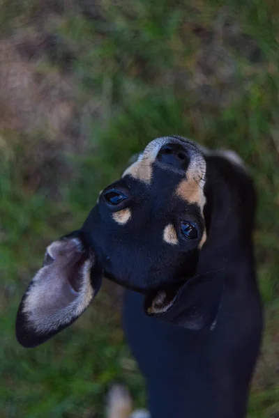 Chihuahua Füvön Nagyon Kislány Kertben — Stock Fotó