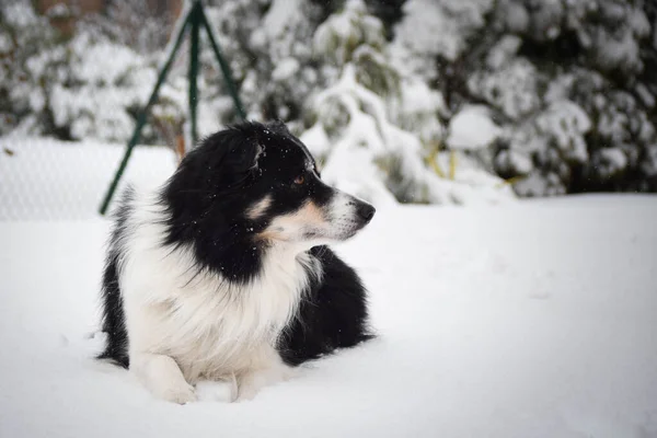 雪の中でトリコロールボーダーコリーが畑に横たわっています 彼はとてもふわふわの犬だ — ストック写真