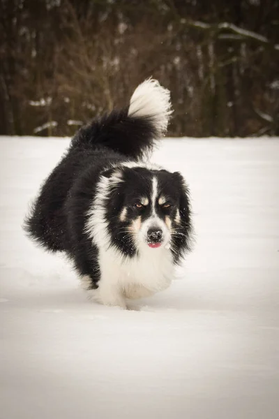 Tricolor Border Collie Está Corriendo Campo Nieve Perro Muy Esponjoso —  Fotos de Stock