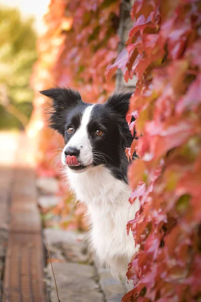 Border collie is sitting in autumn nature. She is so cute dog.