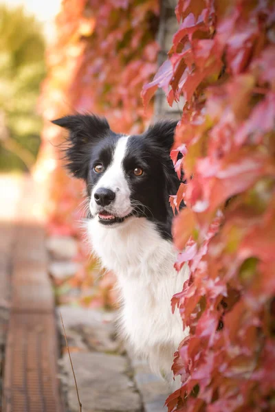 Border Collie Siedzi Jesiennej Naturze Jest Słodkim Psem — Zdjęcie stockowe