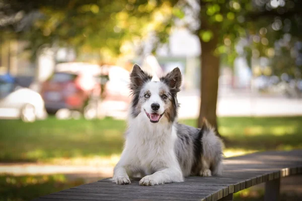 Collie Leży Ławce Rezerwowych Taki Słodki Pies — Zdjęcie stockowe