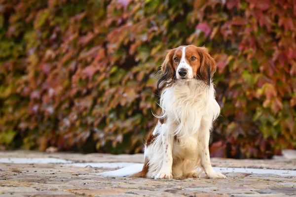 Kooikerhondje sonbahar doğasında oturuyor. Çok tatlı bir köpek..
