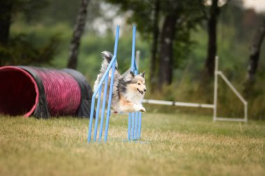Sheltie engelleri aşıyor. Czech çeviklik özel eğitiminde harika bir gün.