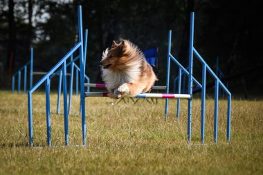 Sheltie engelleri aşıyor. Czech çeviklik özel eğitiminde harika bir gün.