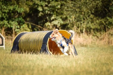 Köpek çeviklik içinde koşuyor. Harika bir akşam, Engel bir spor müsabakası için özel çeviklik eğitimi alıyor.