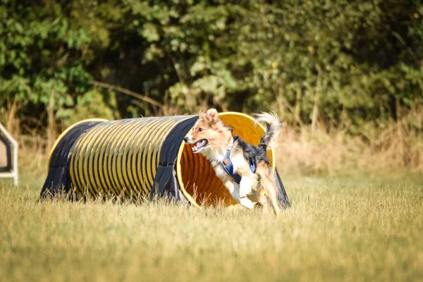 Собака Бежит Ловкости Удивительный Вечер Hurdle Частной Тренировкой Ловкости Спортивных — стоковое фото