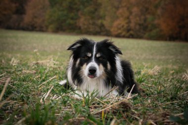 Border collie çimlerin üzerinde yatıyor. O çok çılgın bir köpek..