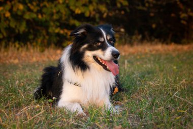 Border collie çimlerin üzerinde yatıyor. O çok çılgın bir köpek..