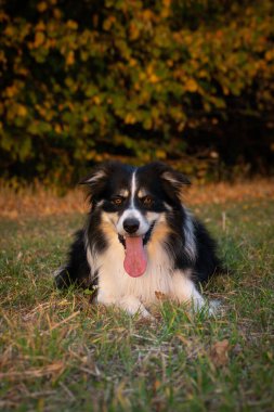 Border collie çimlerin üzerinde yatıyor. O çok çılgın bir köpek..