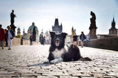 Border collie köprüde yatıyor. Prag 'ın merkezindeydi. Çok sabırlı bir model..