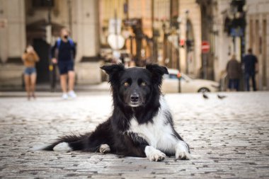 Border collie köprüde yatıyor. Prag 'ın merkezindeydi. Çok sabırlı bir model..