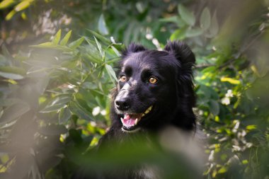 Üç renkli renkteki çoban köpeğinin güz yüzü yaprakların içinde çok tatlı. Çok güzel bir yüzü var..