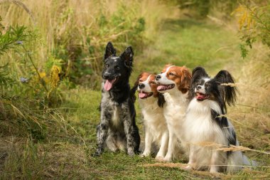 Dört köpeğin portresi. Yaz doğasında oturuyorlar..