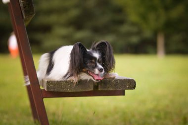 Papillon bankta yatıyor. Köpek Prag 'da şehir merkezinde..