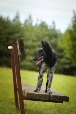 Mudi yavrusu bankta duruyor. Köpek Prag 'da şehir merkezinde..