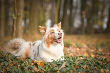 Avustralyalı çoban ormandaki yaprakların arasında yatıyor. Parkta sonbahar foto çekimleri.