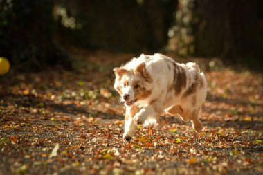 Avustralya çobanı ormandaki yaprakların arasında koşuyor. Parkta sonbahar foto çekimleri.