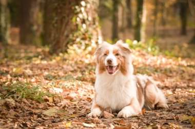 Avustralyalı çoban ormandaki yaprakların arasında yatıyor. Parkta sonbahar foto çekimleri.