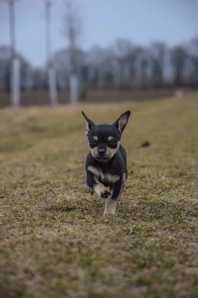 Cachorro Chihuahua Está Corriendo Hierba Tan Loco Perro Viaje —  Fotos de Stock
