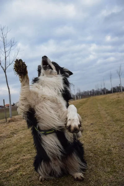 Gränskullen Tigger Gräset Han Galen Hund Resa — Stockfoto