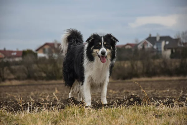 ボーダーコリーは草の中に立っている 彼は旅行中のとてもクレイジー犬です — ストック写真