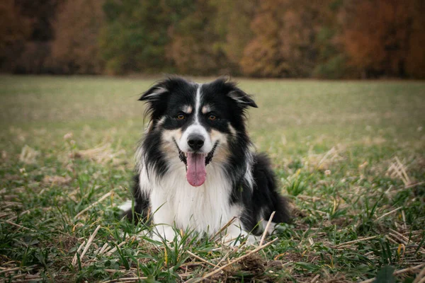 Border Collie Est Allongé Dans Herbe Est Tellement Fou Chien — Photo