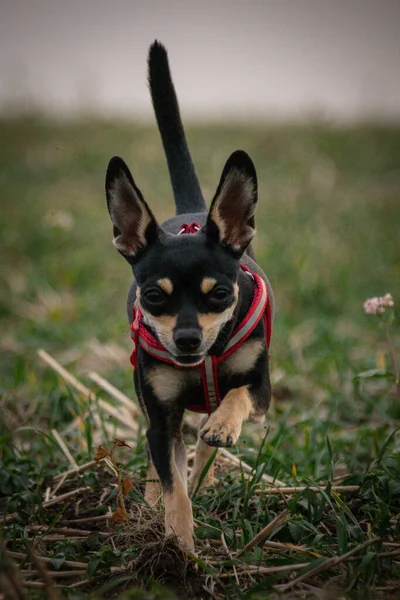 Chihuahua草の中で実行されます 彼は旅行中のとてもクレイジー犬です — ストック写真