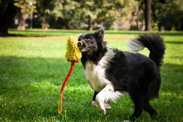 Border collie yaz doğasında oynuyor. Park 'ta yaz fotoshogging.